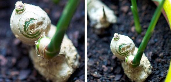 The root of the ginger
