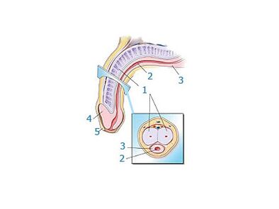 Structure of the penis