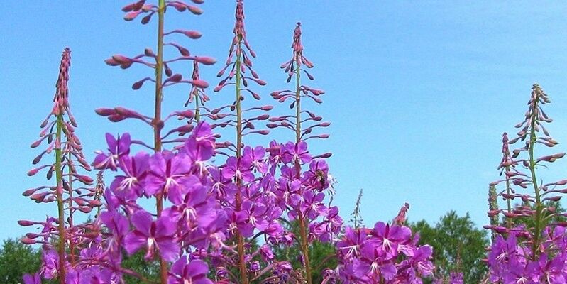 herbs to increase potential in men